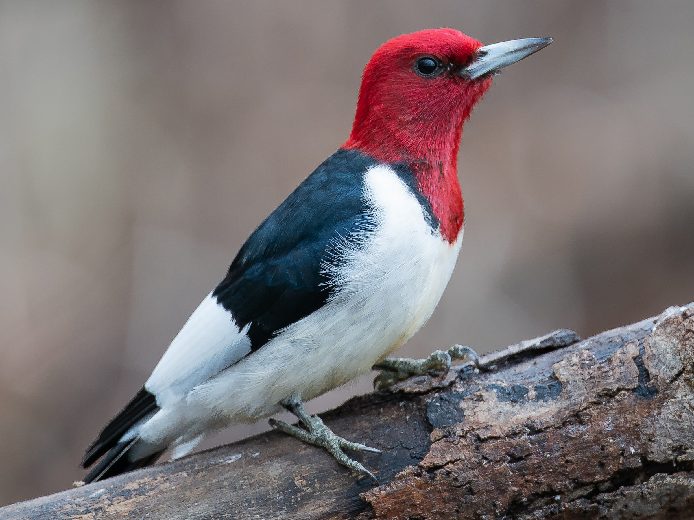 <p>Red-headed Woodpecker</p>