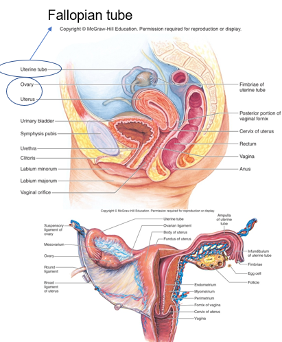 <p>________ is the source of menstrual flow where fetus develops in pregnancy</p>