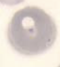 <p>What organism is this? How can you tell?</p>
