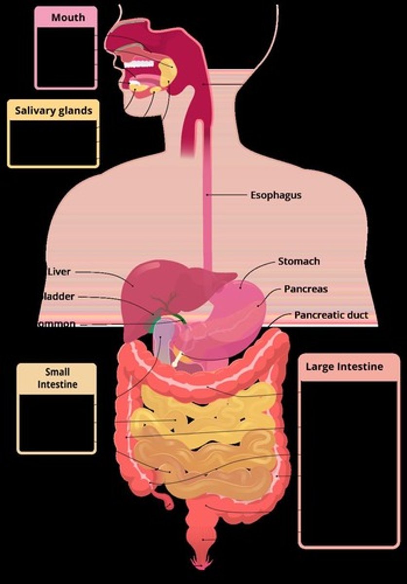 <p>Initial digestion site; chews food and mixes with saliva.</p>