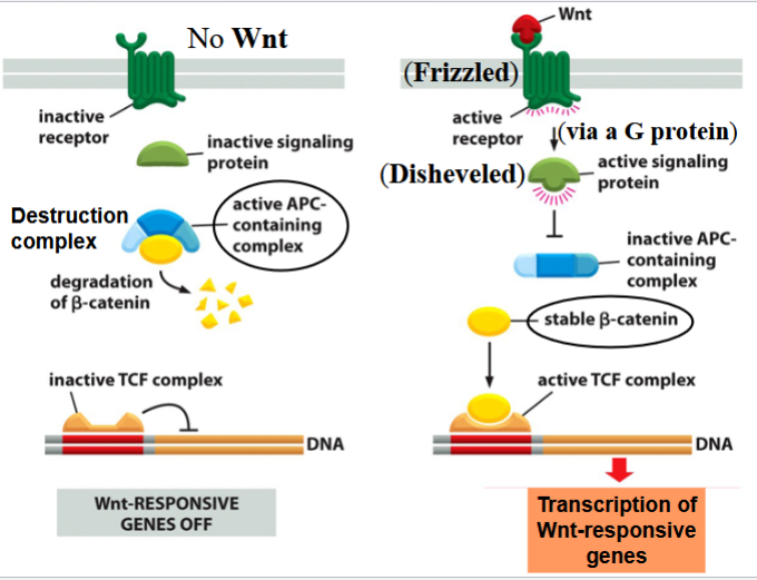 <p>involved in cell differentiation, establishment of embryonic axes, and cell adhesion</p><p>activates beta-catenin (a transcription factor, important for transcription of cell differentiation genes in neighboring cells)</p><p></p><p>canonical pathway:</p><p>if no Wnt signal present: destruction complex forms in the cytoplasm</p><p>a complex containing APC (a tumor suppressor) is active → targets beta-catenin for proteolytic degradation</p><p>if Wnt signal is present: Wnt binds Frizzled (a GPCR) → Frizzled activates Disheveled through a G protein </p><p>Disheveled inactivates the APC-containing complex</p><p>stable beta-catenin enters nucleus, joins and activates a transcription factor (TCF) complex, promotes transcription of cell differentiation genes</p>
