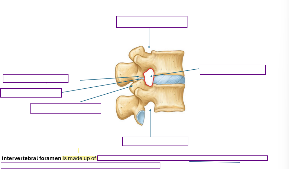 <p>Describe the Intervertebral Foramen</p>