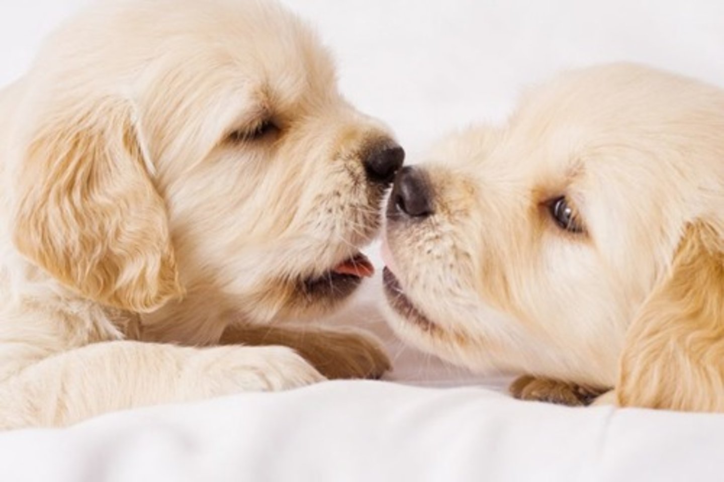 <p>cute, adorable</p>