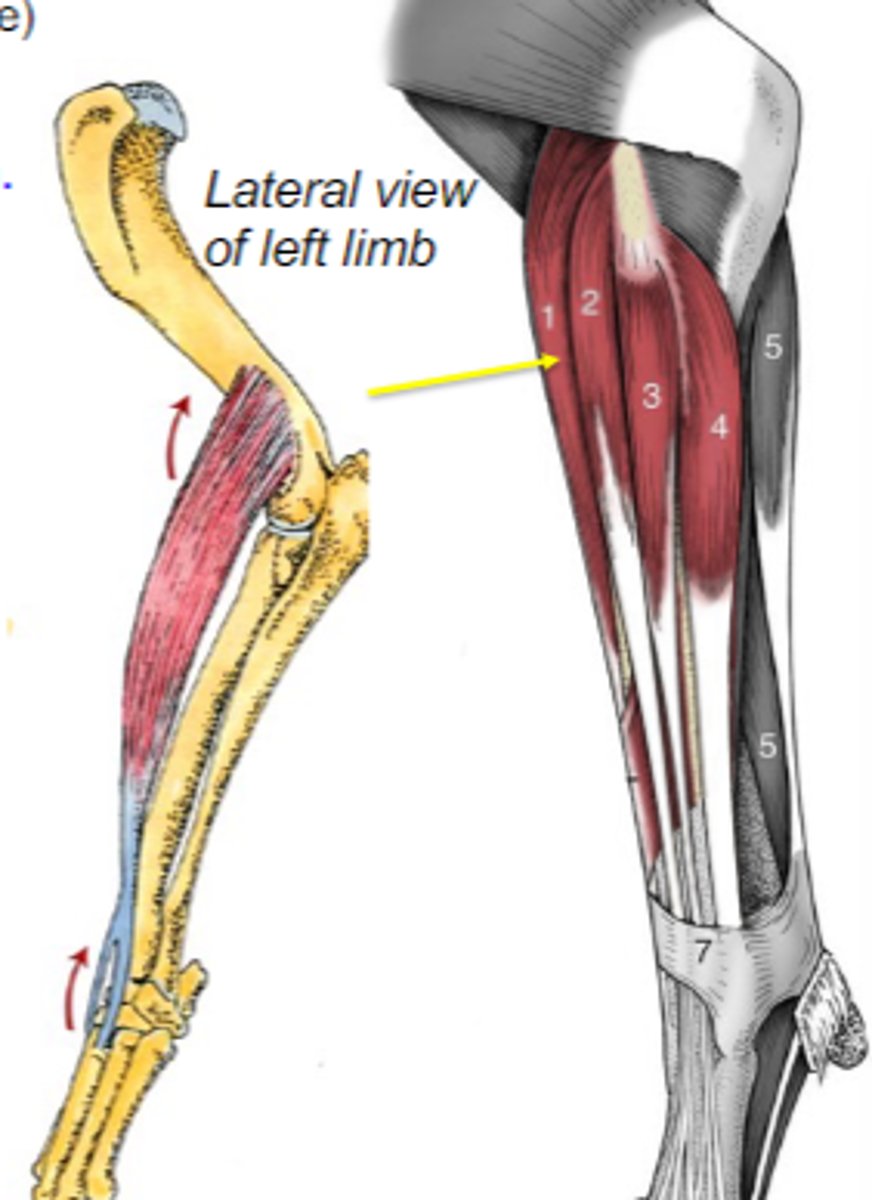 <p>Action of extensor carpi radialis:</p>