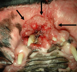 <p><strong>Summary table for oral tumors in dogs</strong></p><ol><li><p>frequency = 17-25%</p></li><li><p>median age yrs = 8-10 yrs</p></li><li><p>site predilection = rostral mandible </p></li><li><p>LN mets = rare<40%, tonsil up to 73%</p></li><li><p>distant mets = rare<36%</p></li><li><p>gross appearance = red, cauliflower, ulcerated</p></li><li><p>Sx response = good</p></li><li><p>RT response = good</p></li><li><p>Best tx = surgery and/or RT</p></li><li><p>Cause of death = local or distant disease</p></li></ol><p></p>