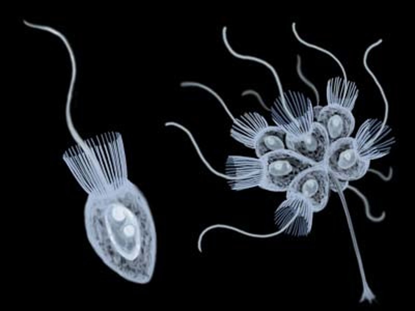 <p>sister clade to animals; unicellular or colonial; aquatic; colonial form resembles sponges; catch food with flagellum surrounded by collar; </p>