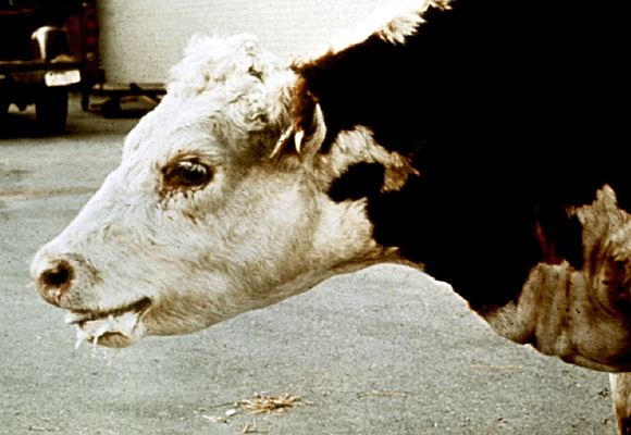 <p><em>PI → Parainfluenza viruses, Respiratory paramyxoviruses</em></p><p><strong>Bovine Parainfluenza virus-3 (BPiV-3)</strong></p><ul><li><p><strong>caused by</strong>: BPiV-3</p></li><li><p><strong>species</strong>: Cattle</p></li><li><p><strong>Transmission</strong>: Aerosols &amp; formites contaminated with nasal discharge</p></li><li><p><strong>CS</strong>: Often mild signs, short course of 3-4 days, fever, serous nasal discharge, lacrimation, coughing, dyspnea</p><ul><li><p>secondary infection (Pasteurella Haemolytica), marked by purlent nasal discharge, cough, rapid respiration, anorexia, fever and general malaise.</p></li><li><p>immunity is short-lived → reinfection possible</p></li></ul></li><li><p><strong>Component of BRD complex</strong></p></li><li><p><strong>Diagnosis</strong>: virus identification</p></li><li><p><strong>Treatment</strong>: Supportive care</p></li></ul><p><strong>Canine Parainfluenza virus-2 (CPiV-2)</strong></p><ul><li><p>caused by: CPiV-2</p></li><li><p>species: dogs</p></li><li><p>Transmission: Aerosols &amp; nasal discarge. Spreads fast in kennels &amp; shelters.</p></li><li><p>CS: Mild or inapparent infections, kennel cough. Can predispose to combined infections with other viral/bacterial agents.</p><ul><li><p>sudden onset of serous nasal secretion, cough, fever (3-14 days)</p></li><li><p>conjunctivitis, tonsillitis, anorexia, lethargy</p></li></ul></li><li><p>Prevention: Vaccines</p></li></ul><p>For Bovine PI-3, may overlap with IBR, Other viruses in BRD complex like coronavirus, adenovirus.</p><p>For canine PI-2, other agents can mimic kennel cough, like canine influenza virus, canine distemper</p>