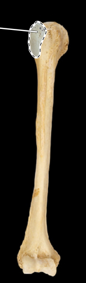 <p>Humerus, anterior view, right side</p>