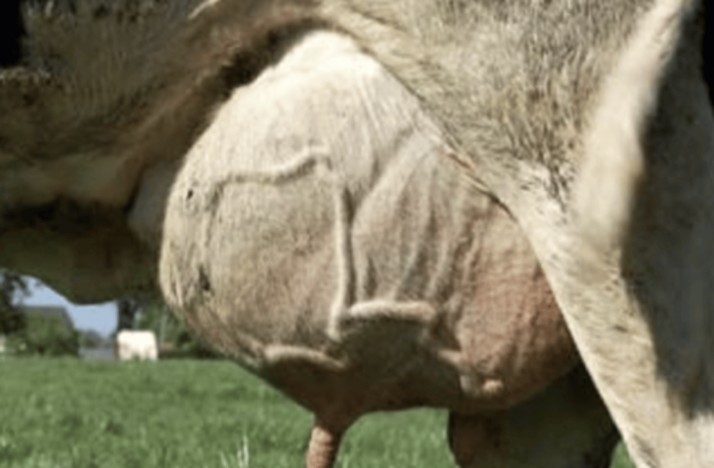 <p>what species of Streptococcus caused this?</p>