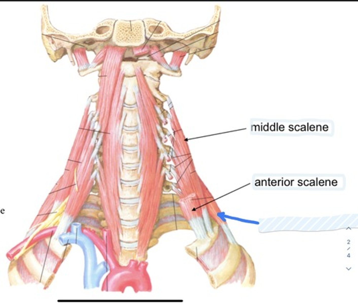 knowt flashcard image