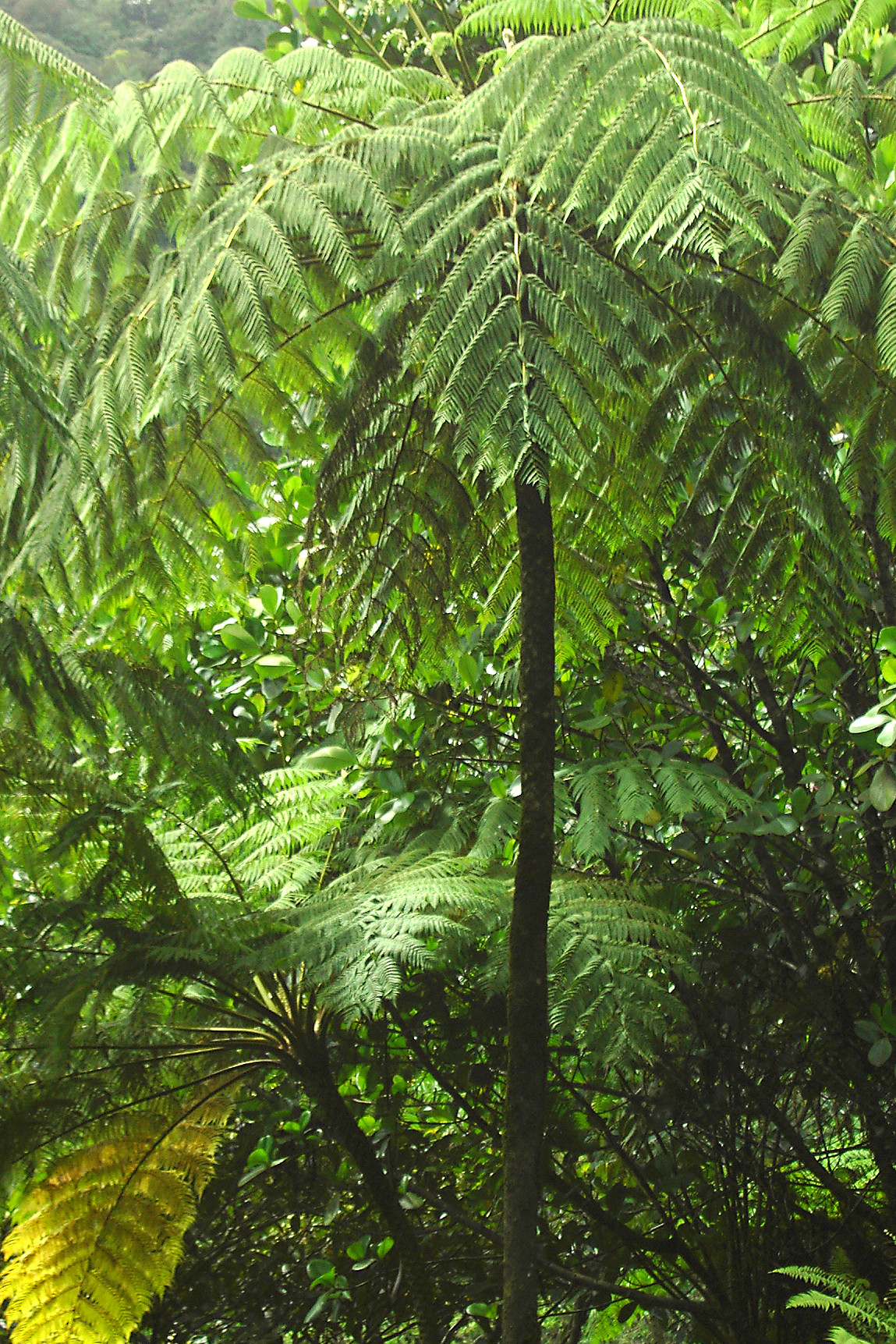 <p>classic fern leaves on a small tree</p>