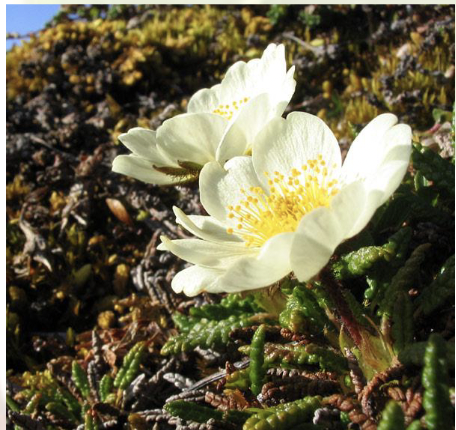 <p>rose family </p><ul><li><p>many are commercial crops!</p><ul><li><p>almost all fruit trees!</p></li><li><p>apples, pears, cherries, etc</p></li></ul></li><li><p>Flowers:</p></li><li><p>- radially symmetrical flowers with MANY petals</p></li></ul><p></p>