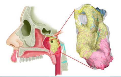 <p>tubarial glands → located near the tus tubarius, superior to the eustachian tube</p>