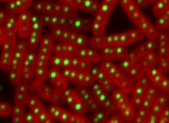 <ul><li><p>Fluorochromes that emit light of specific wavelengths when excited by light of a different wavelength</p></li><li><p>Can be an external dye, attached to a molecule such as an antibody or DNA probe</p></li><li><p>Can be engineered into genes and viewed in living cells</p></li></ul><p></p>
