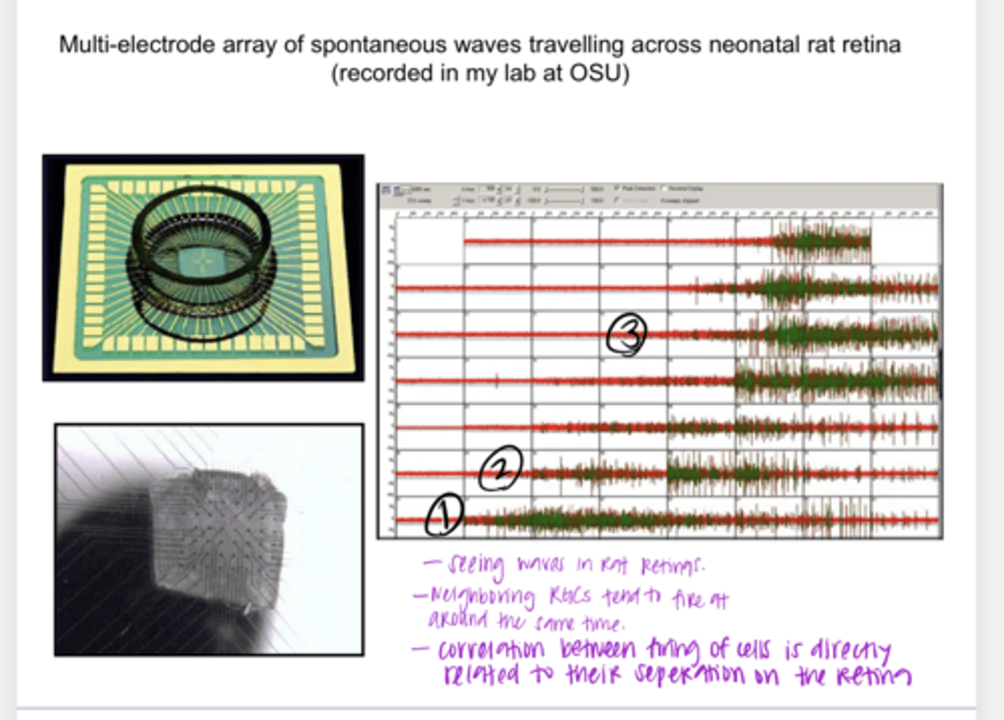 <p>Multi-Electrode Array of Spontaneous Waves Travelling Across Neonatal Rat Retina (Pic)</p>