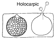 <p>entire thallus converted into a sporangium</p>