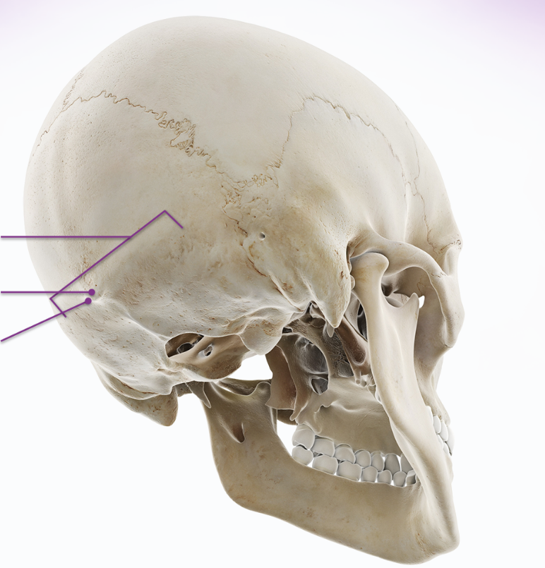 <p>Occipital Bone</p>