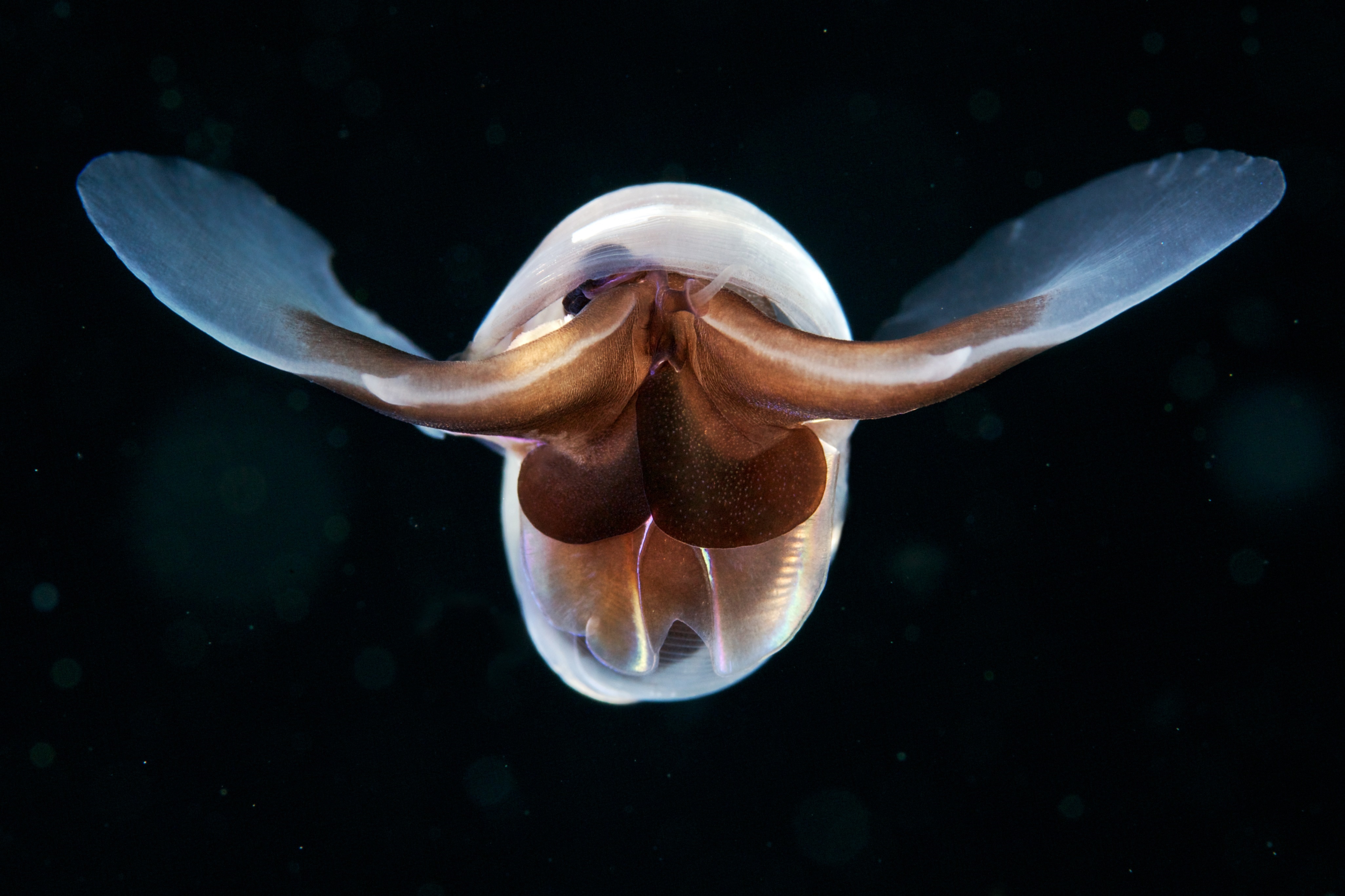 <ul><li><p>Serve as a crucial food source for a variety of predators</p></li><li><p>Support higher trophic levels e.g., polar and temperate regions</p></li><li><p>Their aragonite shells made of calcium carbonate contribute to the biological carbon pump. When they die their shell sinks, helping to transport carbon to ocean depths.</p></li></ul>