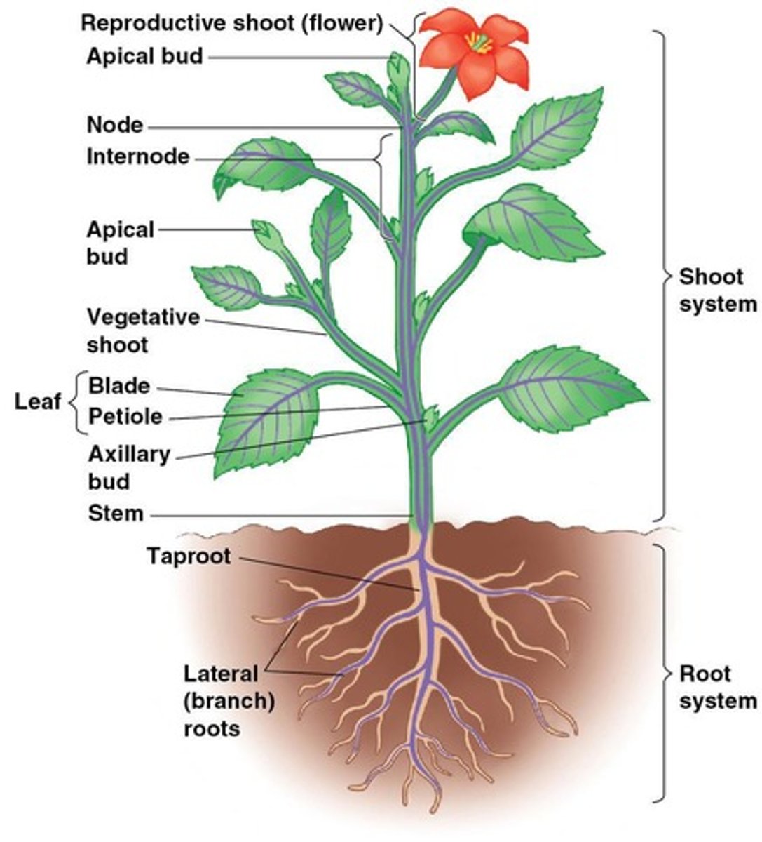 <p>Root and Shoot Systems</p>