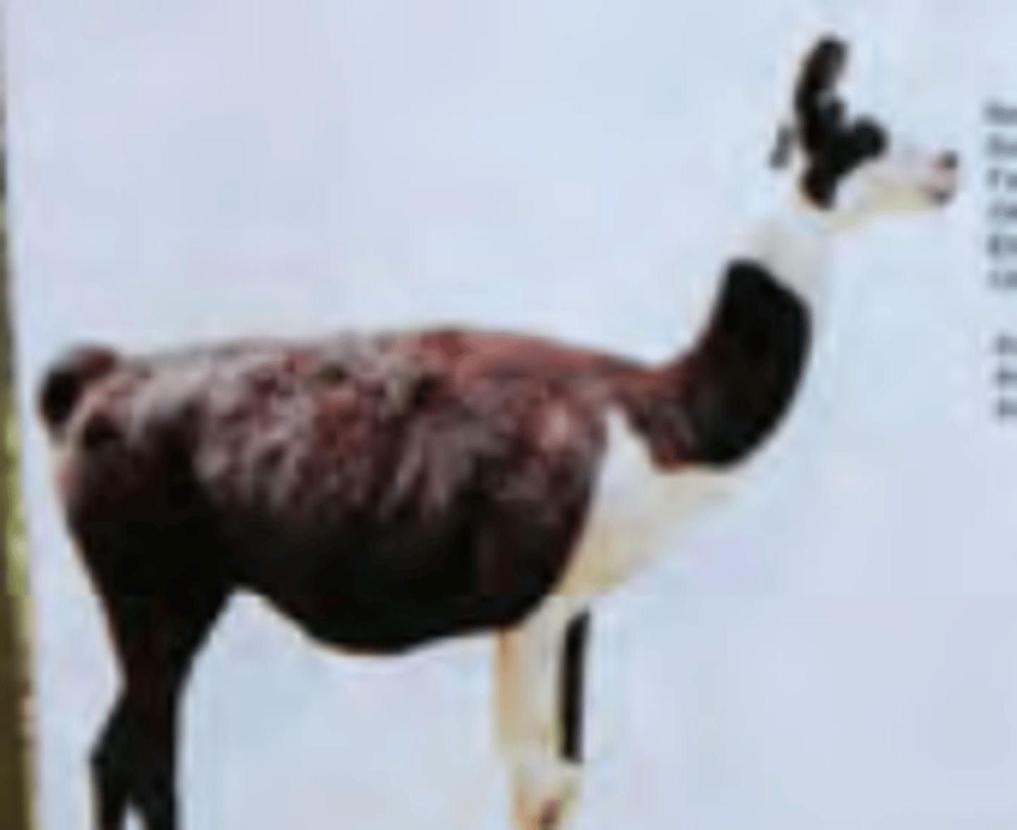 <p>Llama Q'ara- 200+ lbs, much less fiber</p>