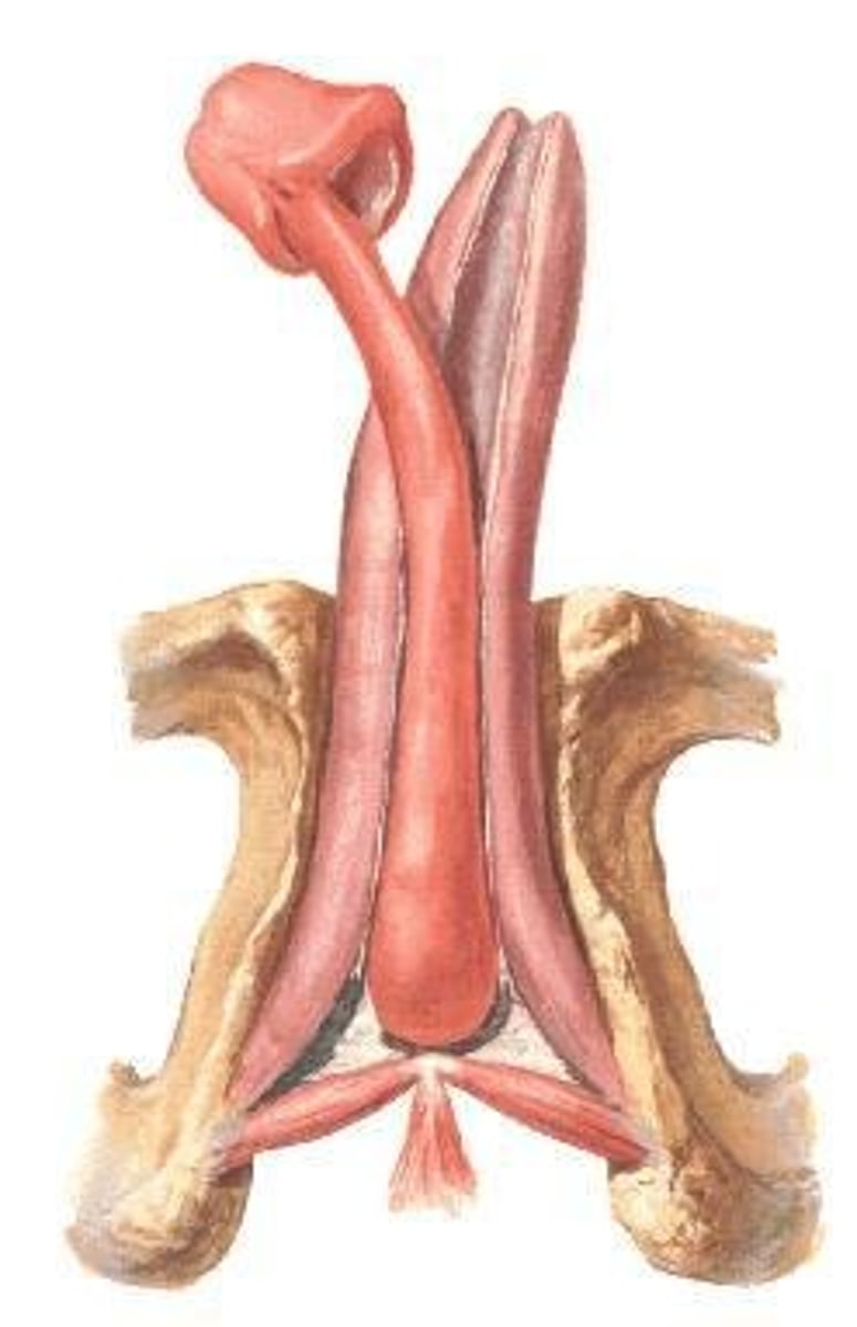 <p>Corpus spongiosum (posteriorly) and two corpora cavernosa (anteriorly).</p>