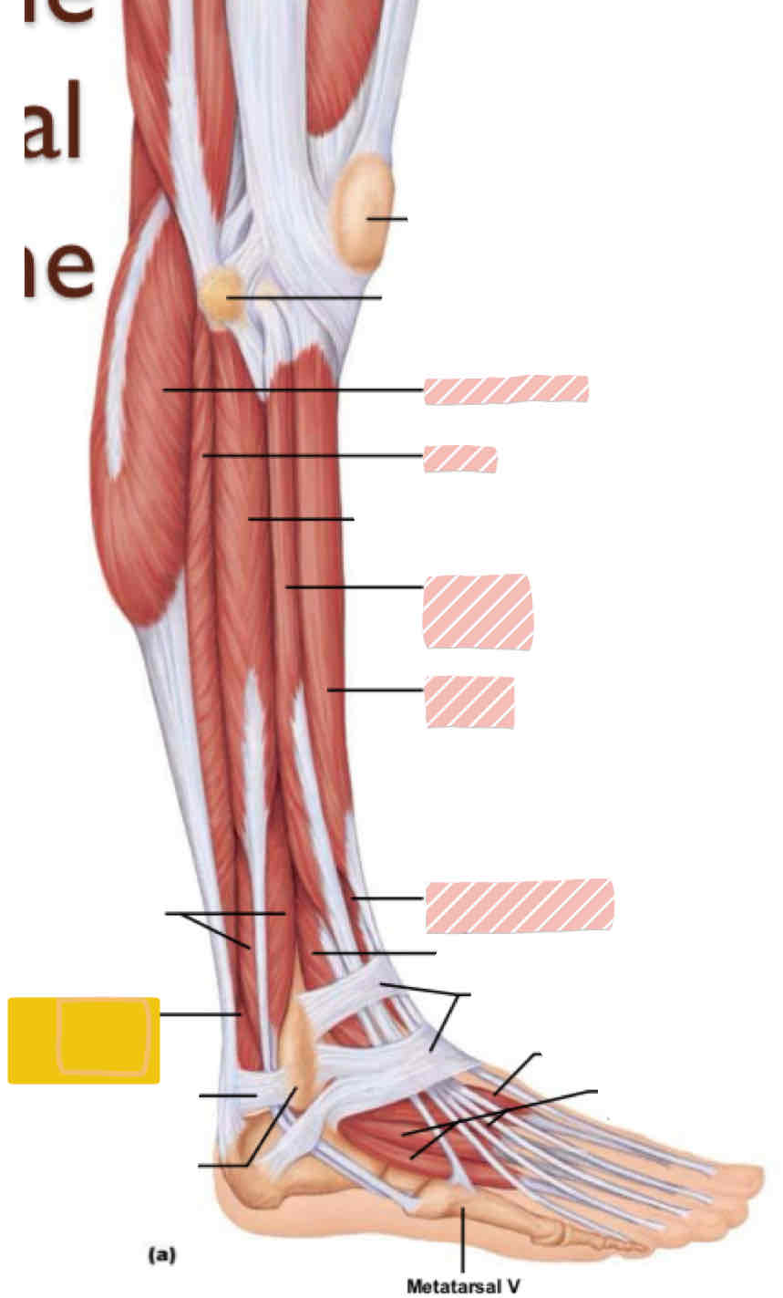 <p>Lateral leg (below knee)</p>