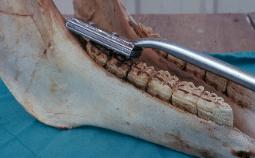<p>an instrument used to file or rasp a horse’s premolar and molar teeth</p>