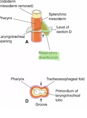 <p>respiratory diverticulum (lung bud), blind ended pouch </p>