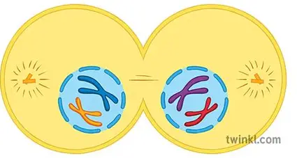 <p>sister Chromatids remain together</p>