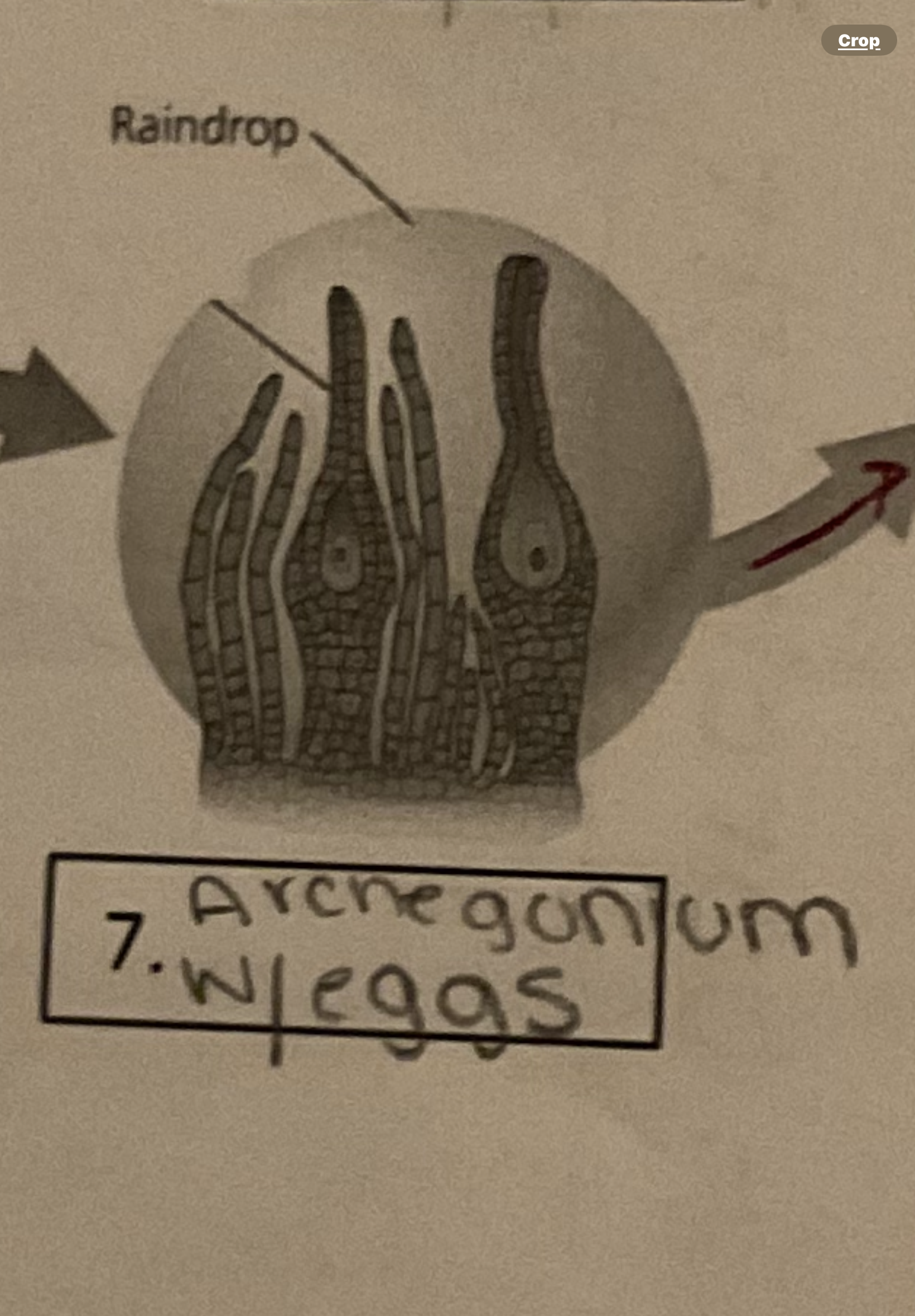 <p>Archegonium</p>