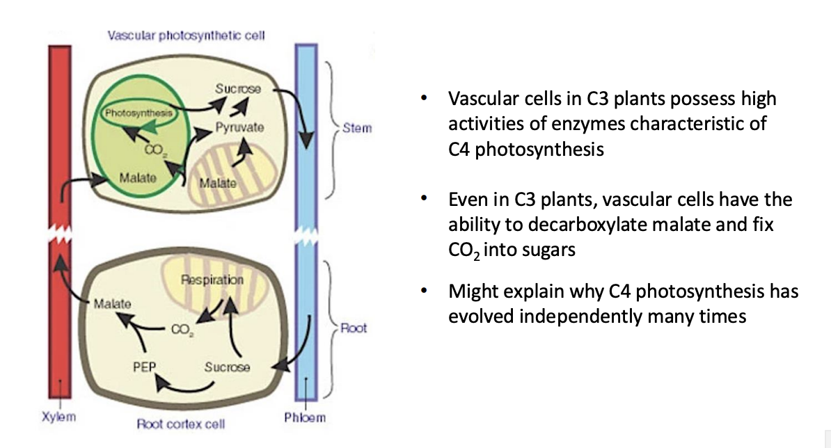 <ul><li><p>Found correlation between bundle sheath physiology in C4</p></li></ul><p><strong>to</strong></p><ul><li><p>prescence of high activity of enzymes used for decarboxylation in cells around vascular system in C3 (in tobacco)</p></li></ul><p></p><ul><li><p>showed the products decarboxylated in the regions around the stem and then fixed carbon exported to the growing apices</p></li></ul><p></p><p>→ Showed there are similar biochemistry found in the bundle sheath and the pathway just had to be rewired</p><p></p>