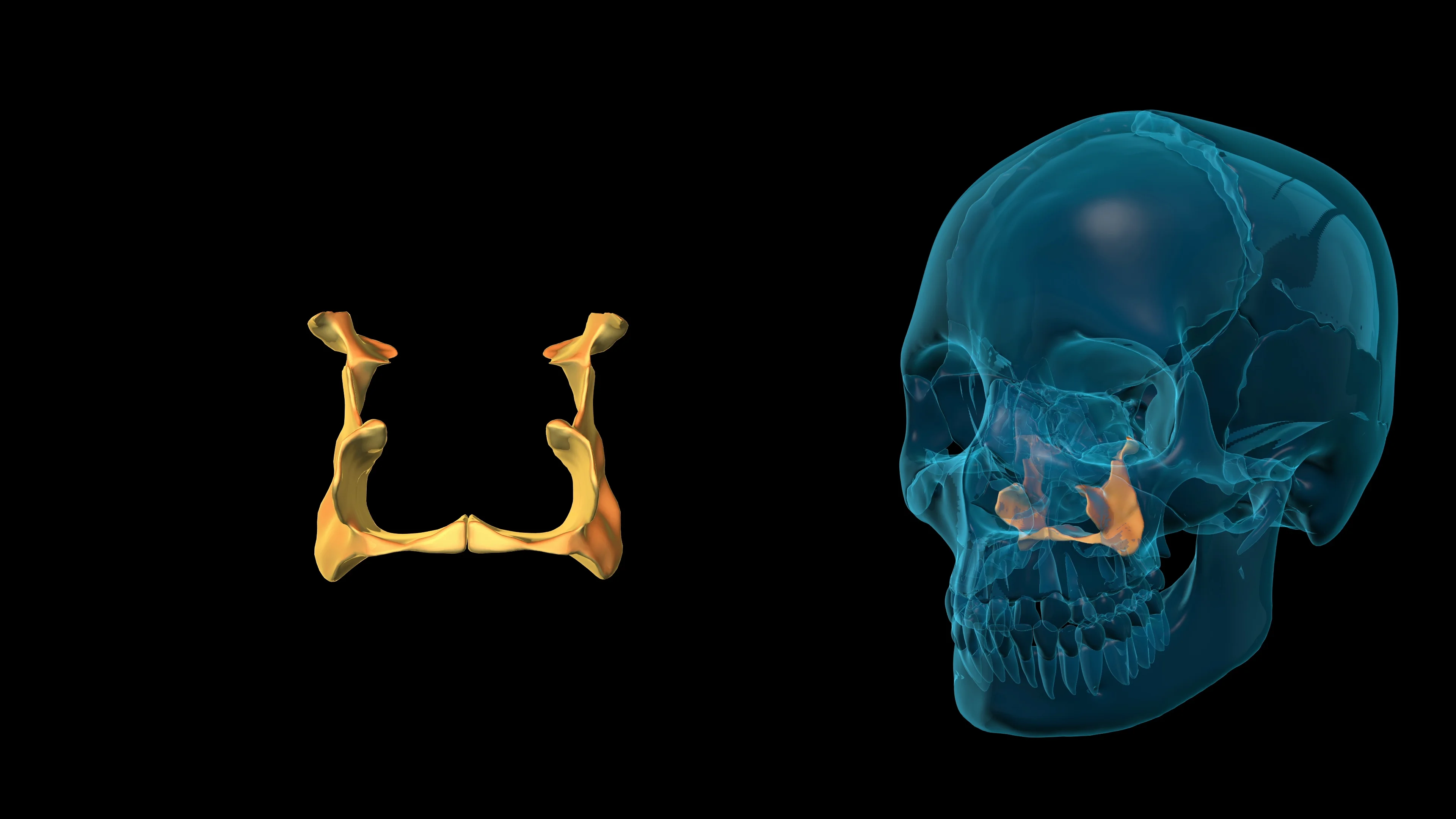 attaches to the maxilla