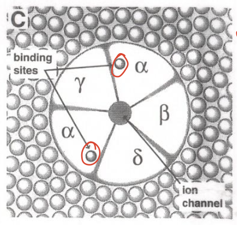 knowt flashcard image