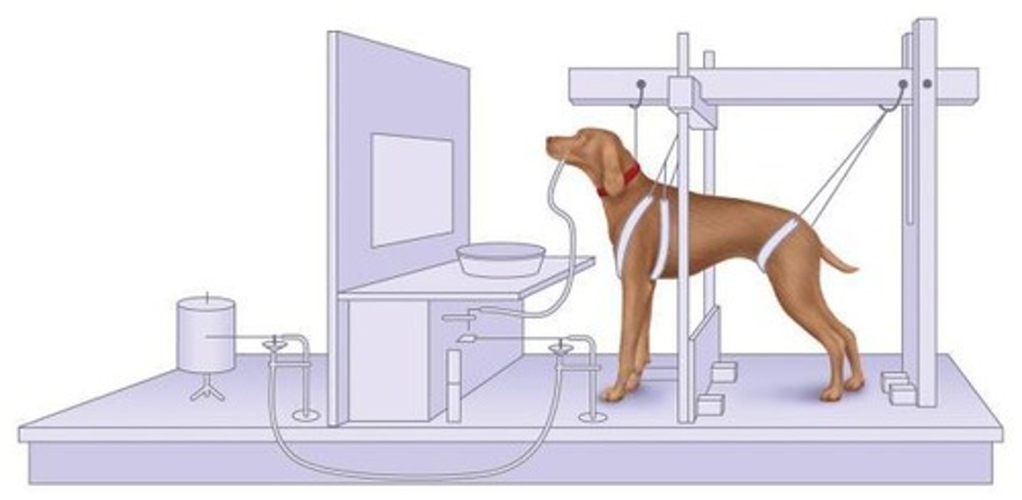 <p>Studied the digestive system and demonstrated associative learning via salivary conditioning.</p>