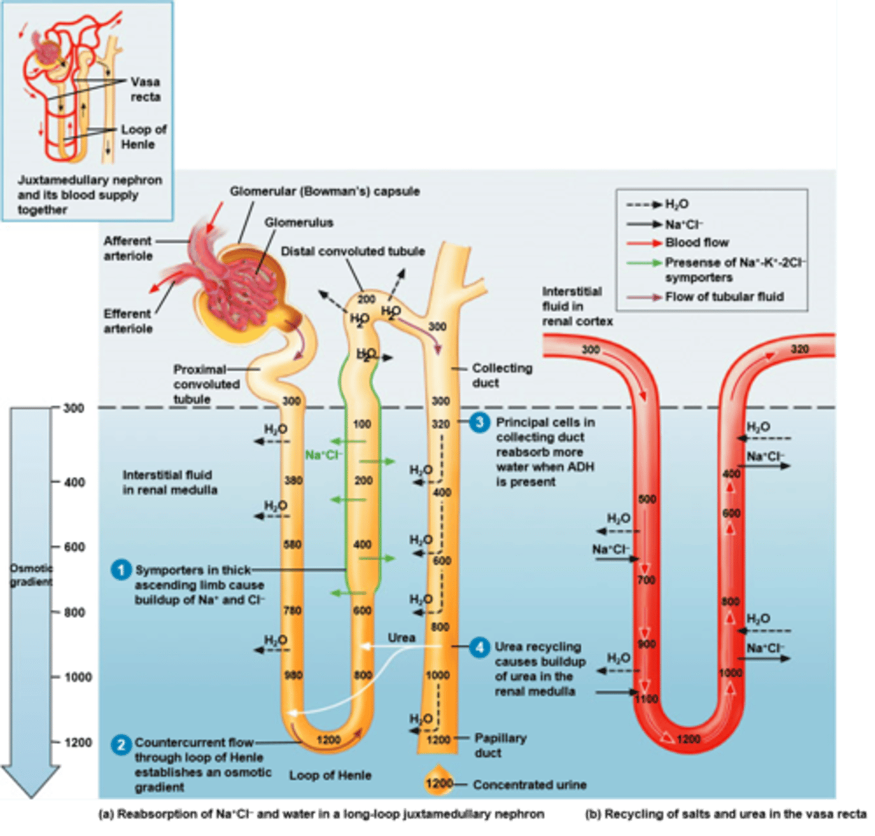 <p>Loop of Henle</p><p>Consists of:</p><p>-descending limb</p><p>-nephron loop (bend in tubule)</p><p>-ascending limb</p>