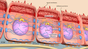 <p>Cell adhesion is the process of cells binding together to form tissues and organs.<br><br>It helps with growth/development, sealing wounds, and immune response</p>