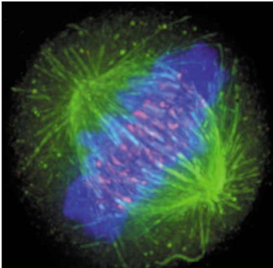 <p>high intensity light to excite fluorescent dyes or proteins, only tagged parts of the cells emit visible light</p>