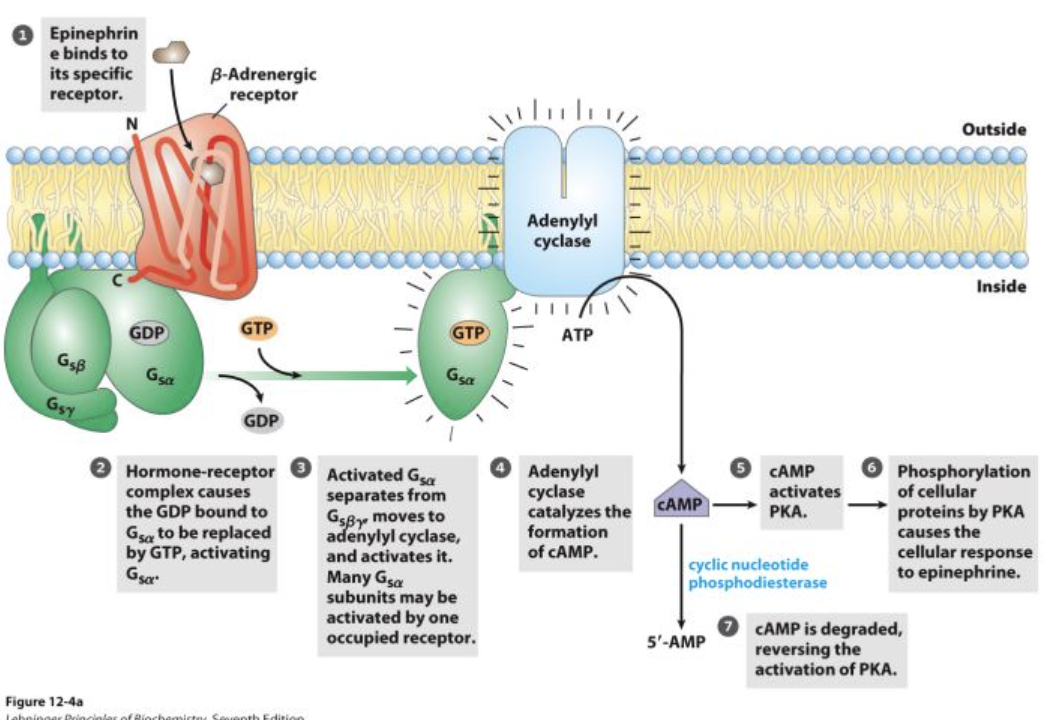 <p>Is an <strong>effector enzyme</strong> that converts <strong>ATP to cAMP</strong>, a <strong>second messenger</strong>, in response to G protein activation.<br><br></p><img src="https://knowt-user-attachments.s3.amazonaws.com/ff5ac7df-ac62-4d96-9214-34851b34037c.png" data-width="100%" data-align="center"><p></p>