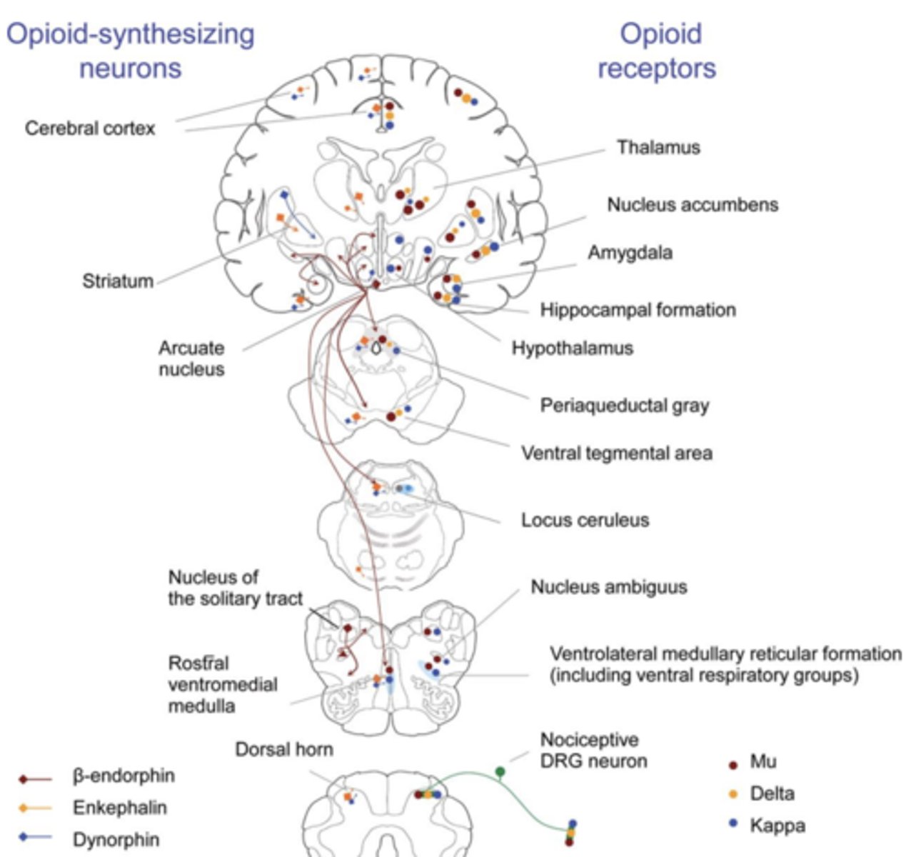<p>CNS</p>