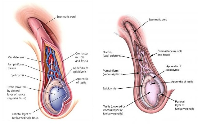 A compact bundle of vessels, nerves and muscle fibers that encloses each vas deferens 
