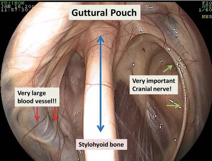 <p>what divides the guttural pouch into medial and lateral compartments</p>