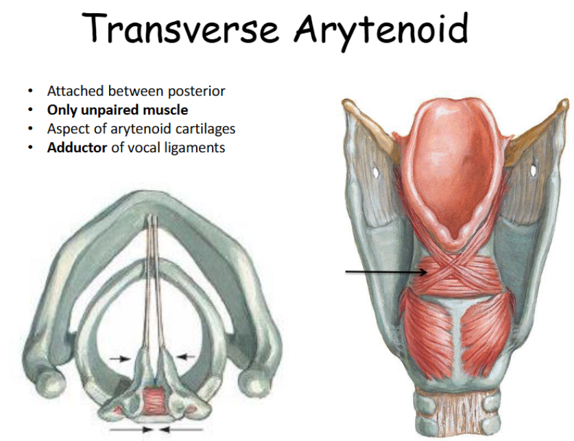 <p>Attached between posterior aspect of arytenoid cartilages; only unpaired muscle; adductor of vocal ligaments. </p>