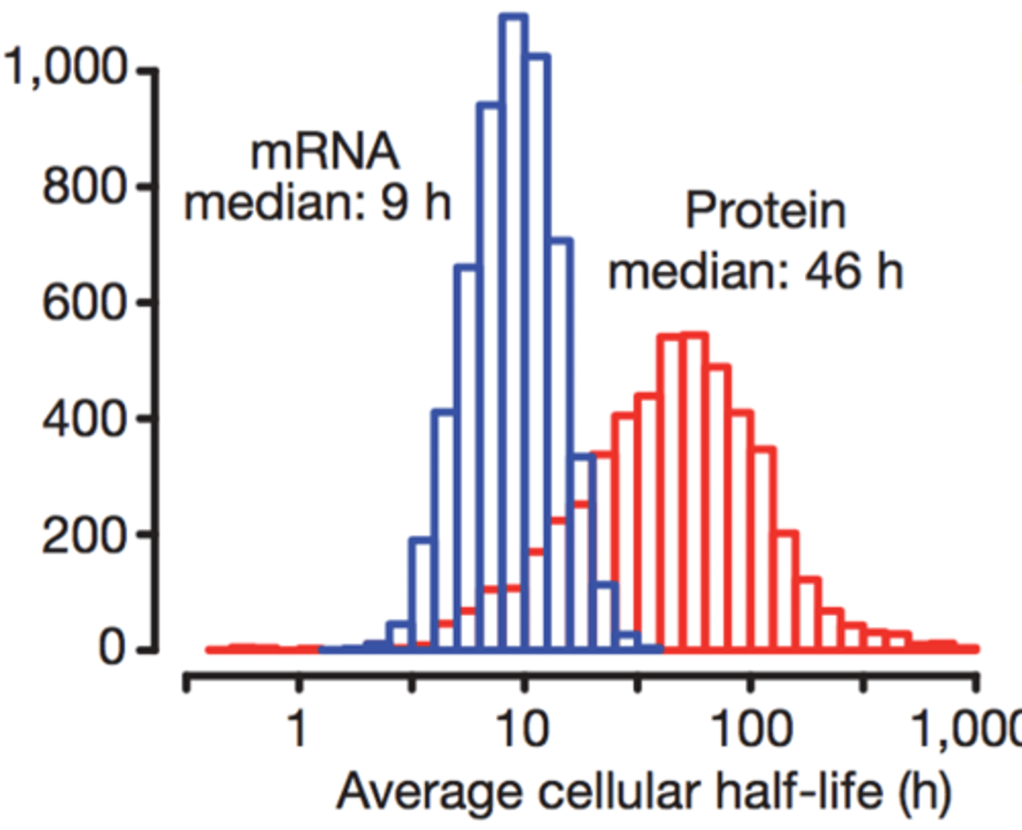 <p>-all molecules have half-lives (they eventually get degraded)</p><p>-mRNA half-life in humans: 9h</p><p>-protein half-life in humans: 46h</p><p>-protein-half is usually higher than mRNA because there are a lot of enzymes that cut down mRNA in order to prevent an overflow of mRNA (as it is constantly synthesized) and we also don't want mRNA to get mutated. Proteins, however, can't get mutated.</p><p>-the decay of mRNA also allows the cell to regulate the rate of protein creation/ trait expression, if mRNA never decayed, then the rate at which proteins would be transcribed would stay the same and would allow for the cells to adapt to different environments around themselves</p>