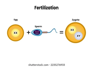 <p>zygote</p>