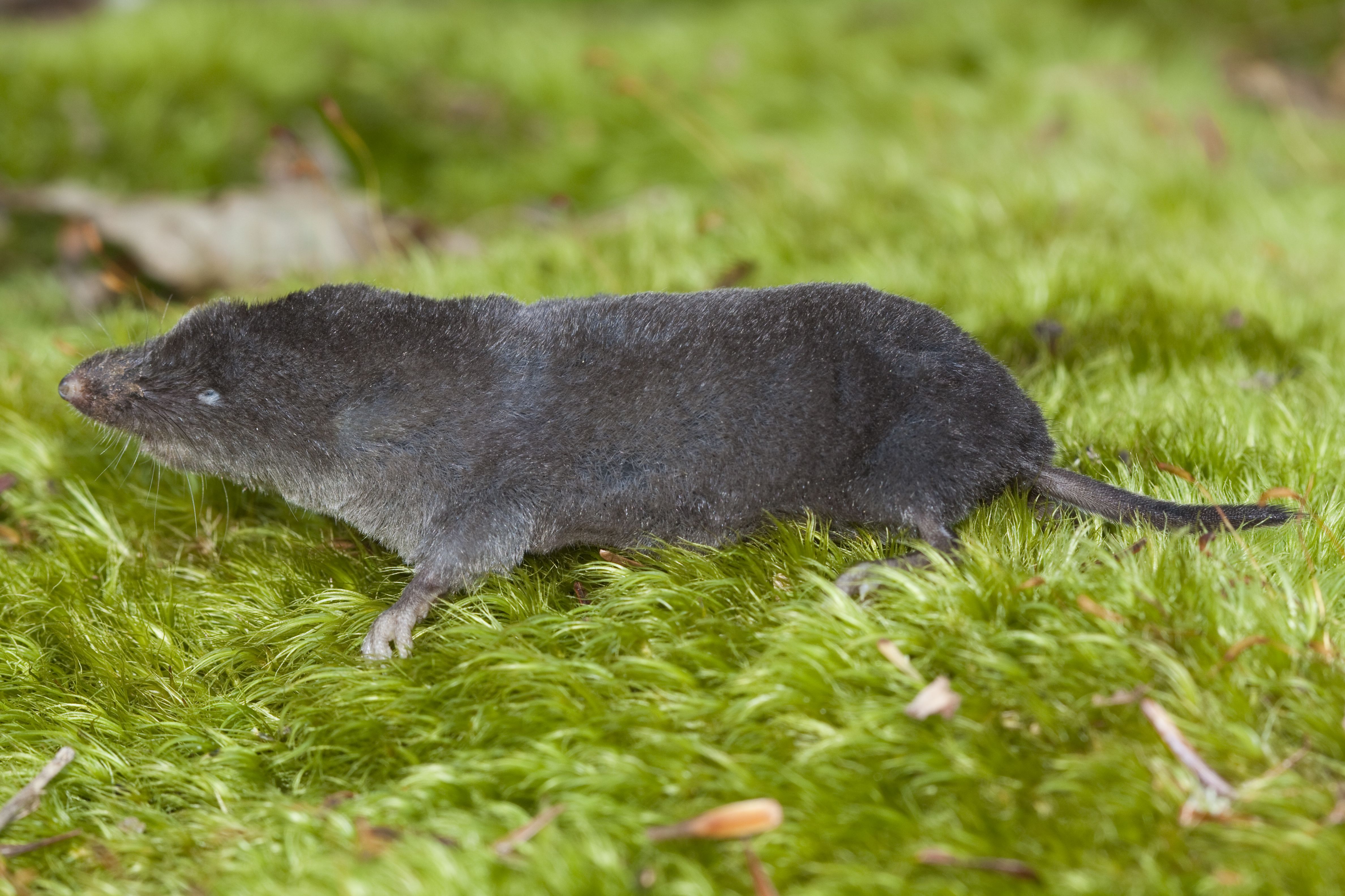 <p>Blarina brevicaudus</p>