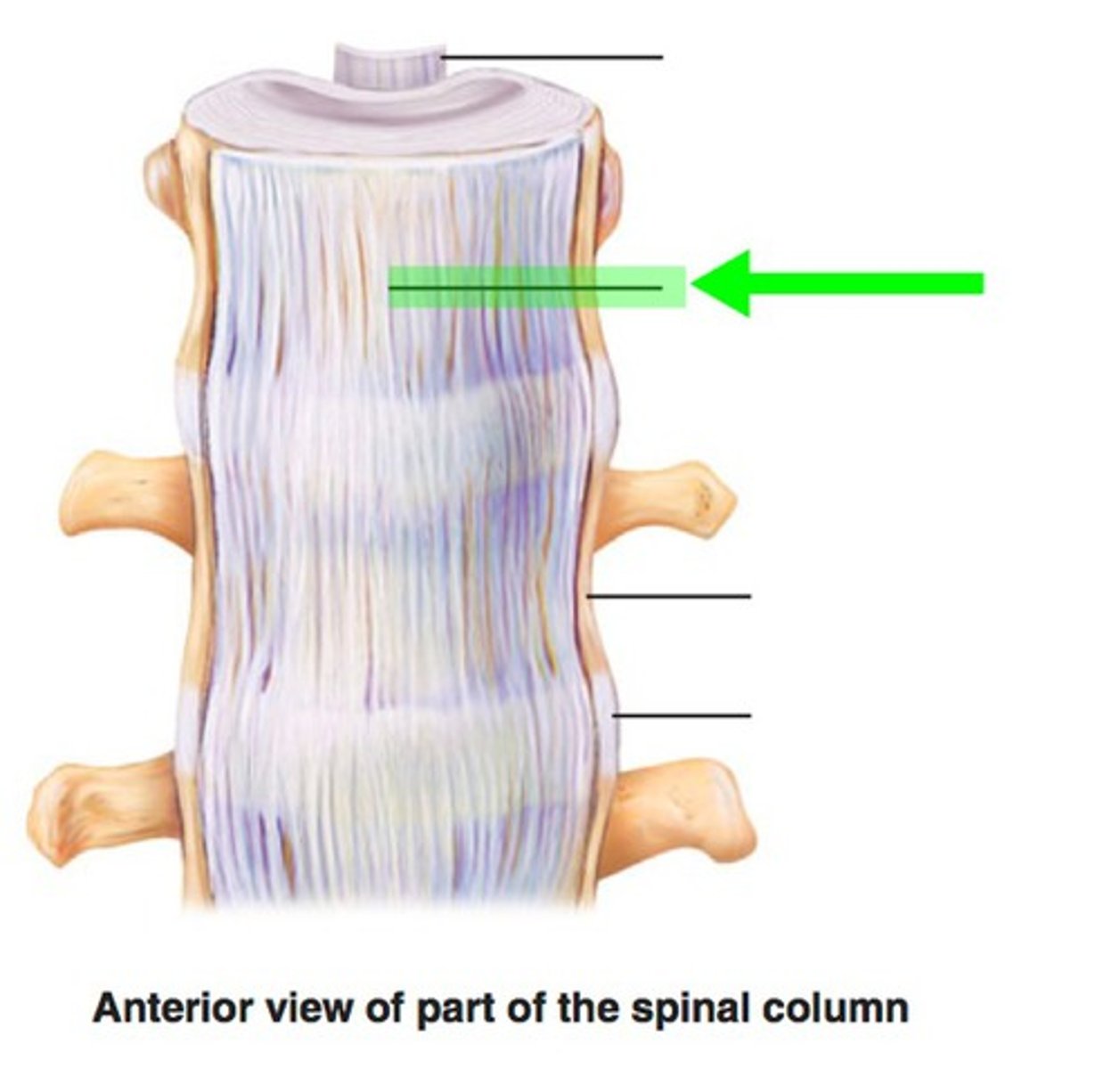 <p>-attached to anterior surface of vertebral bodies and IVDs</p><p>-limits extension of vertebral column</p><p>-upward extension of anterior atlantooccipital membrane</p>