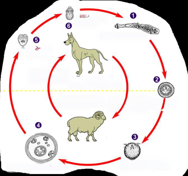 <p>Life cycle of?</p>