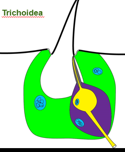 <p>seta in socket, innervated by a single sensory neuron</p>
