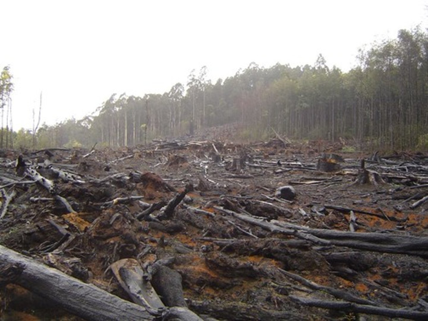 <p><strong>overharvest</strong> the resources, by clearing the land of them. </p>