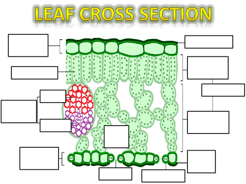 <p>Label the structure of the leaf</p>